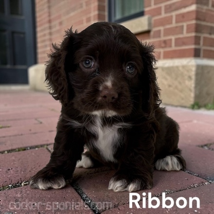 puppy, for, sale, Cocker Spaniel, Joe & Cherri  Overlease, dog, breeder, Miller, MO, dog-breeder, puppy-for-sale, forsale, nearby, find, puppyfind, locator, puppylocator, aca